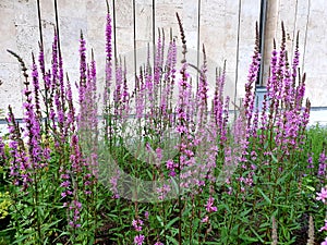 Pink Lythrum salicaria, orÂ purple loosestrife